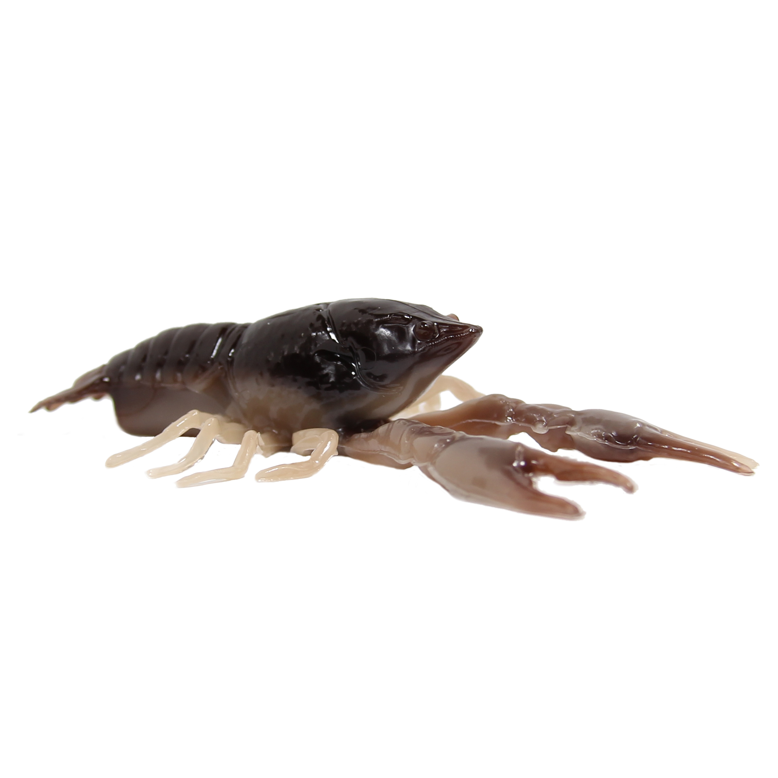 shad shape worm